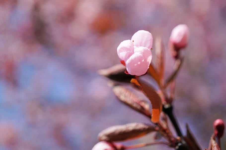 bud, cherry blossom, cherry flower, cherry wood, nature, tree HD wallpaper