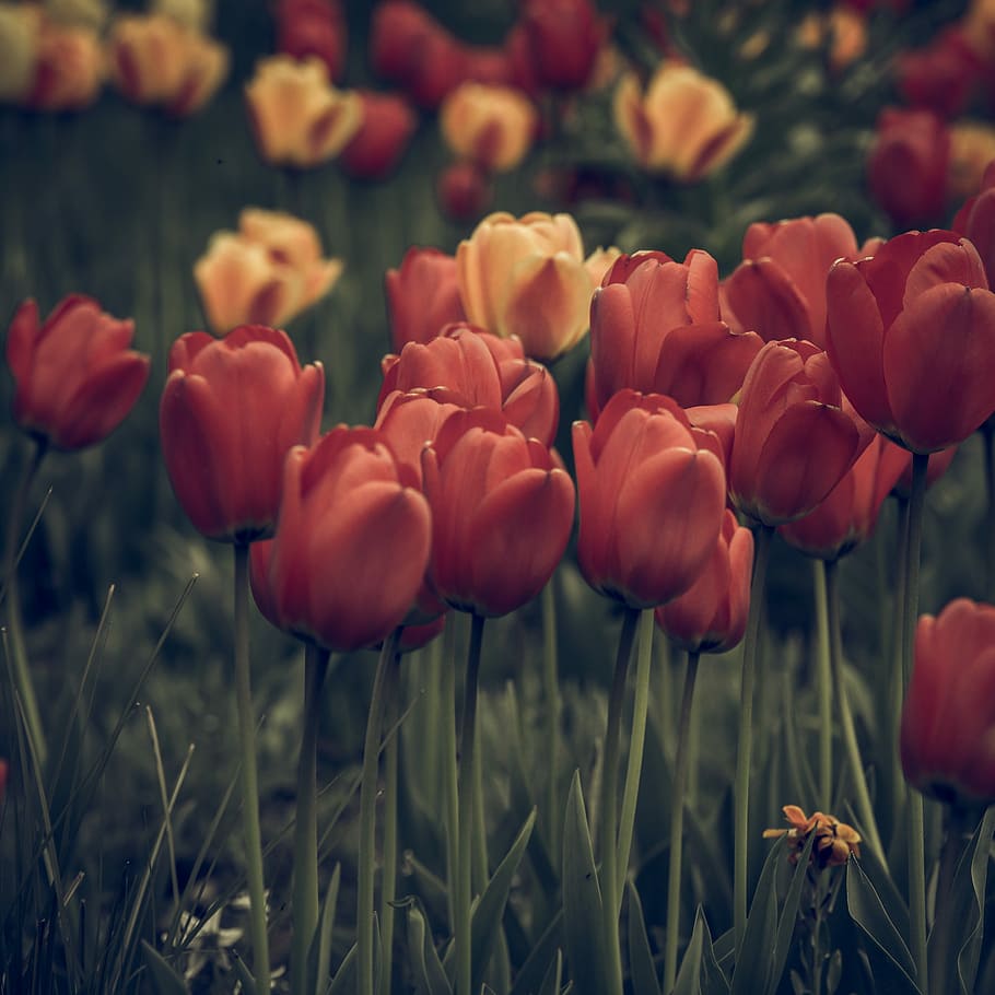 100 Tulip Wallpapers  Wallpaperscom