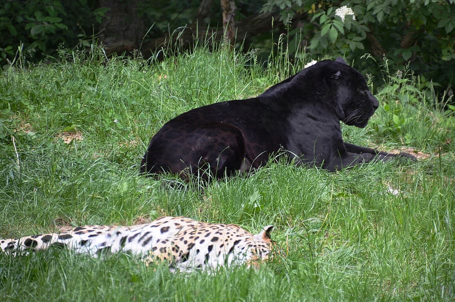 panter, leopard, animals, grass, mammal, animal themes, plant HD wallpaper