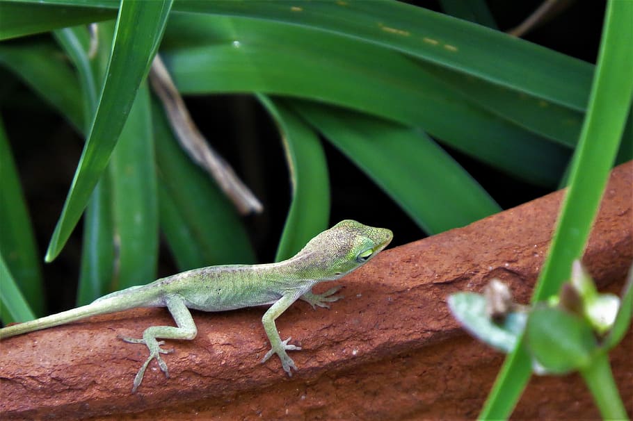 Reptile, Lizard, Wildlife, tiny, green, one animal, animal wildlife HD wallpaper