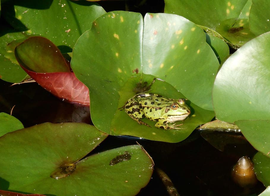 frog, water, pond, green, amphibians, leaves, toad, leaf, plant part HD wallpaper