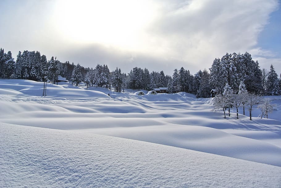 snow field photography, mountain, winter, landscape, evergreen, HD wallpaper
