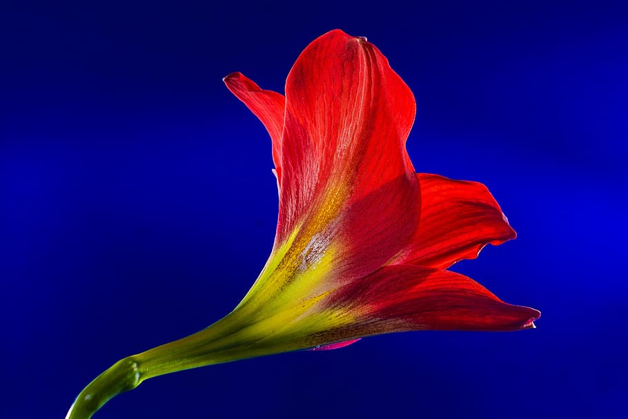 blossom, bloom, flower, red, flowering plant, beauty in nature HD wallpaper