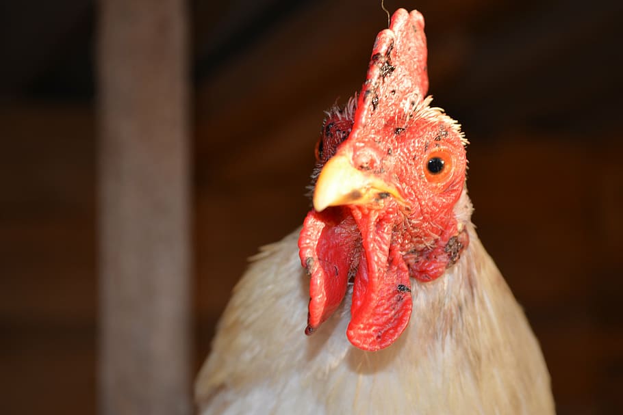 gaina, ridge, beak, white, birds, farm, agriculture, chicken - Bird HD wallpaper