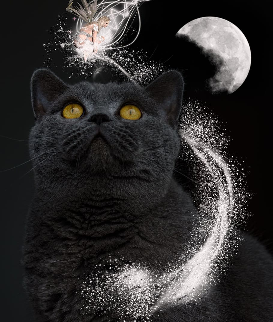 black Persian cat and full moon, magic, fantasy, dark, night, HD wallpaper