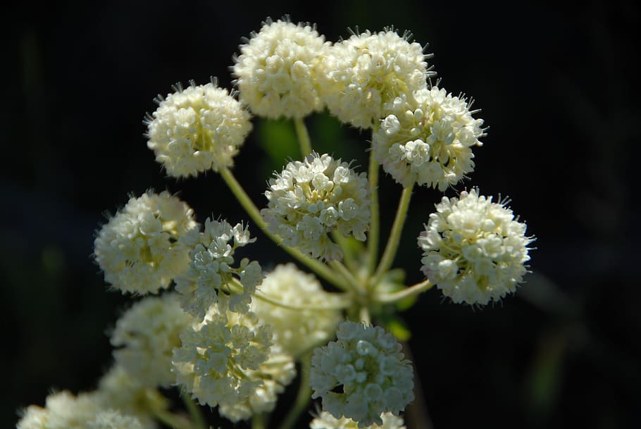 Cow Parsnip, Flower, Wyoming, Nature, mountains, national park