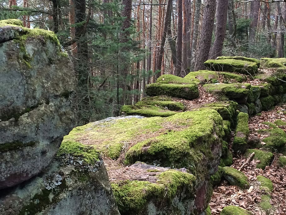 Wall, Moss, Forest, Alsace, green, nature, plant, old, stone HD wallpaper