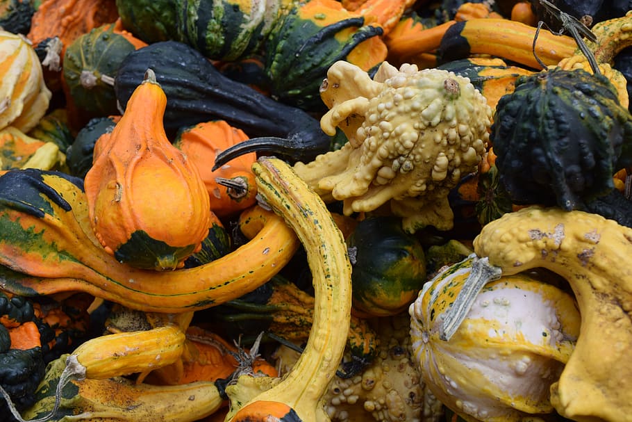 vegetables, veggies, pumpkin, food and drink, no people, day HD wallpaper