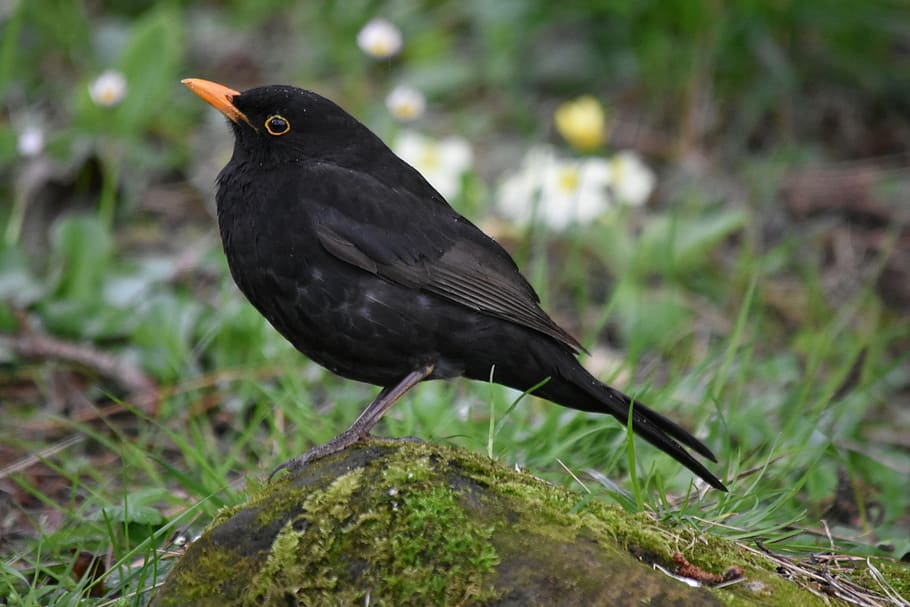 blackbird, birds, spring, animal themes, animal wildlife, animals in the wild HD wallpaper