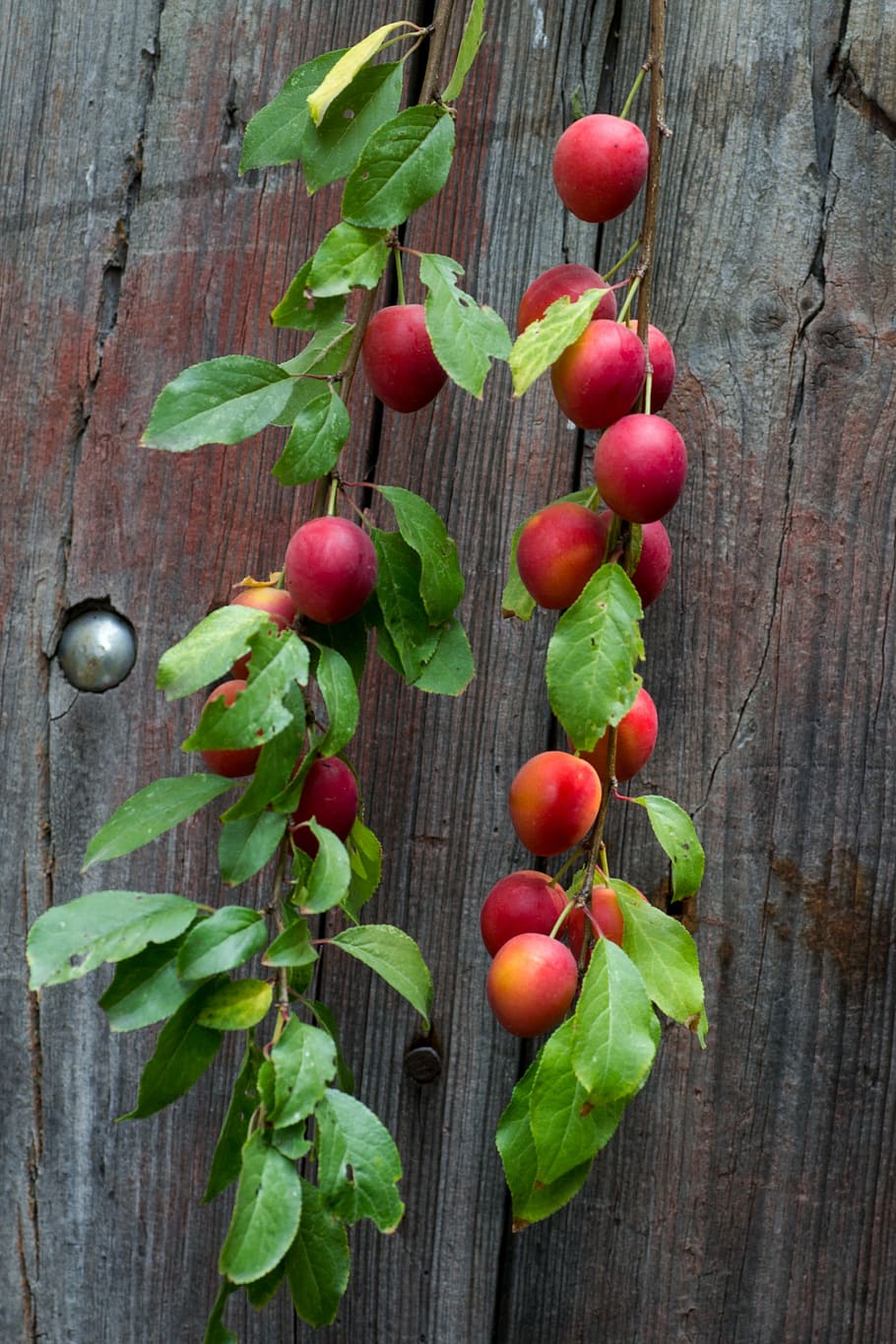wood, board, fruit, branch, yellow plums, background, wood - Material HD wallpaper