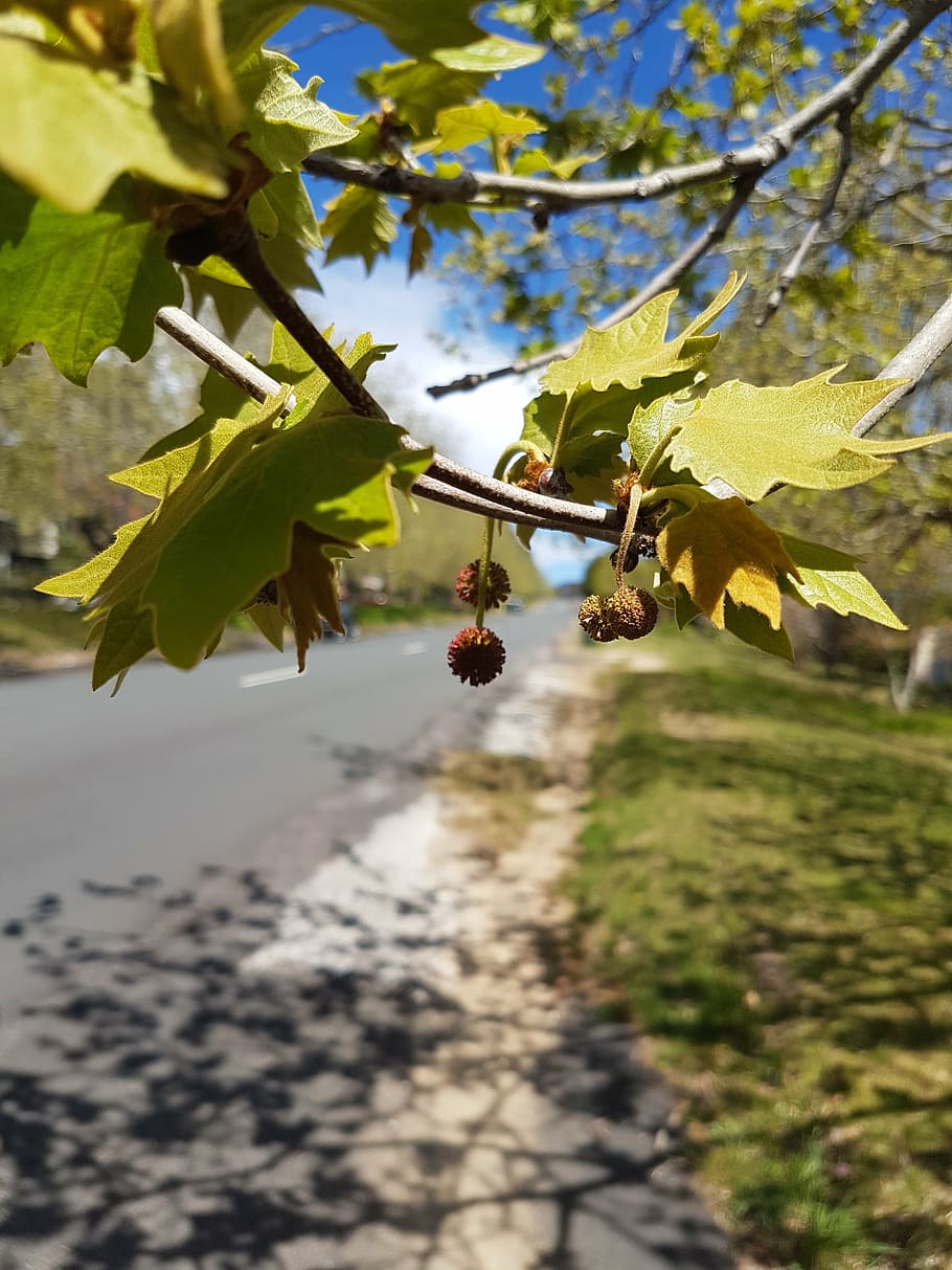 road, tree, leaves, autumn, winter, shadow, seedpod, macro HD wallpaper