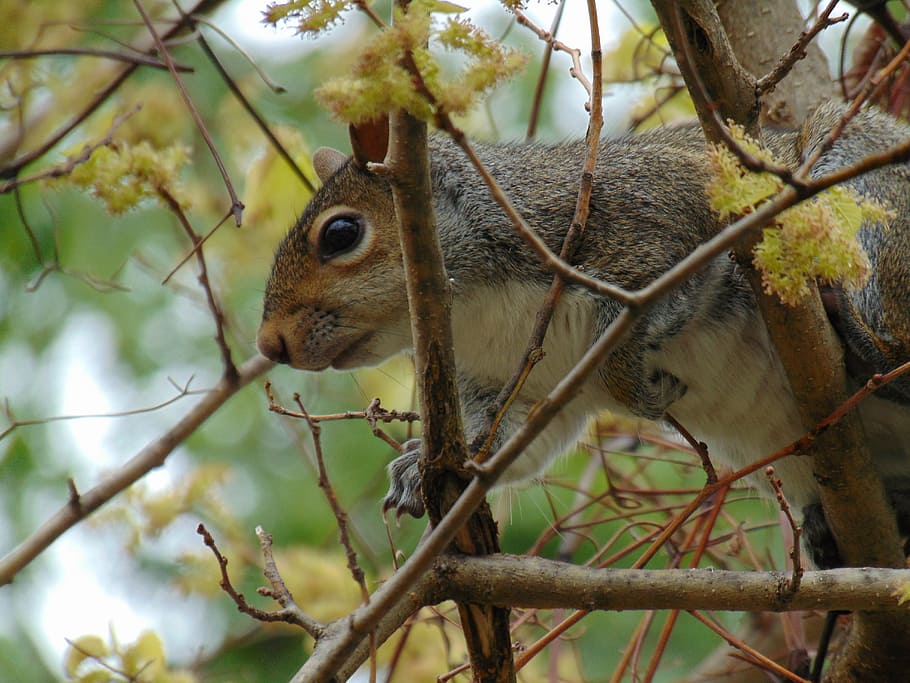 squirrel, animal, forest, branch, tree, nature, mammal, wild life HD wallpaper