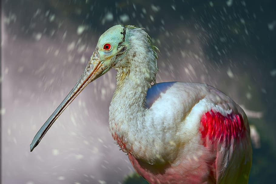 bird, animals, nature, feathers, tropical bird, beak, waterfowl HD wallpaper