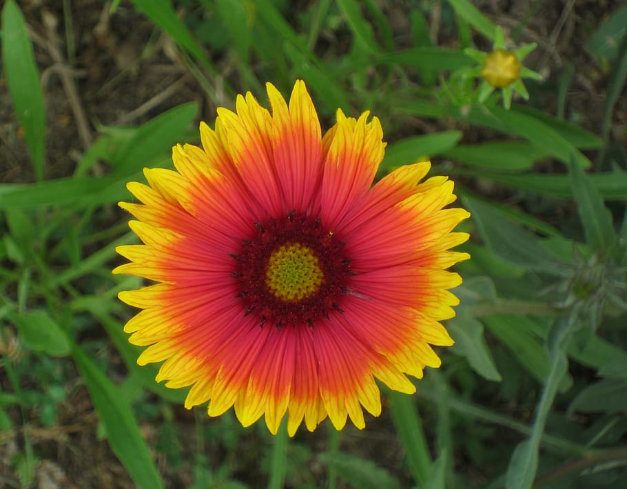 wild flower, firewheel, indian blanket, orange, yellow, petal, HD wallpaper
