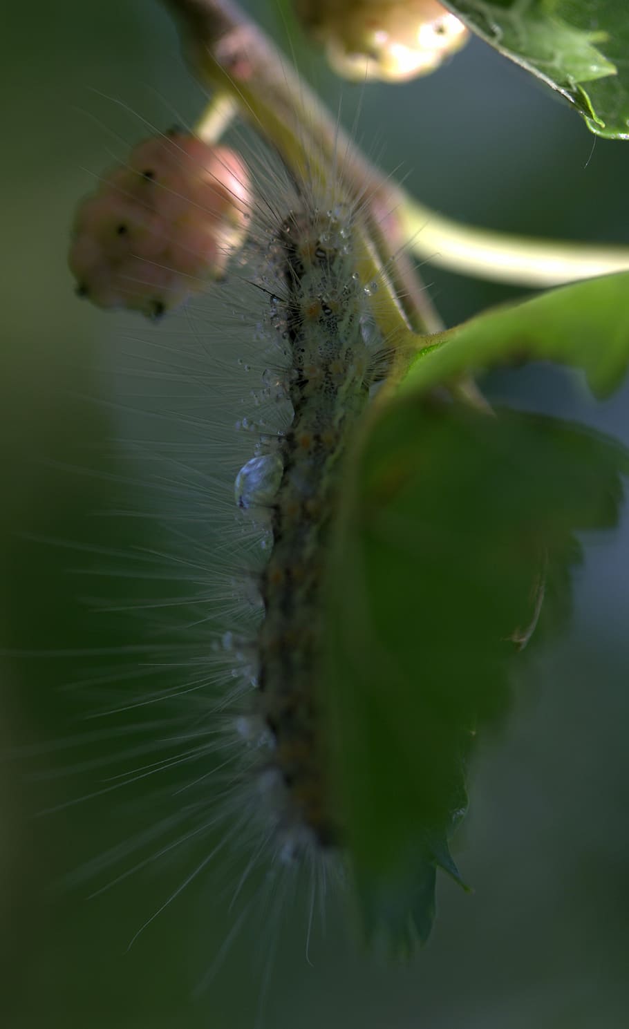 caterpillar, millipede, duda, fruit, nature, plant, close-up HD wallpaper