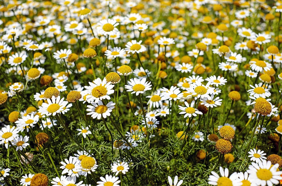 Shallow Focus Photography of Yellow and White Flowers during Daytime HD wallpaper