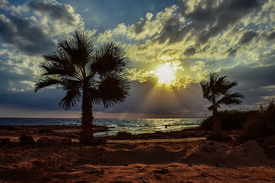 sunset, palm trees, sky, clouds, sea, sunlight, sunbeam, beach HD wallpaper