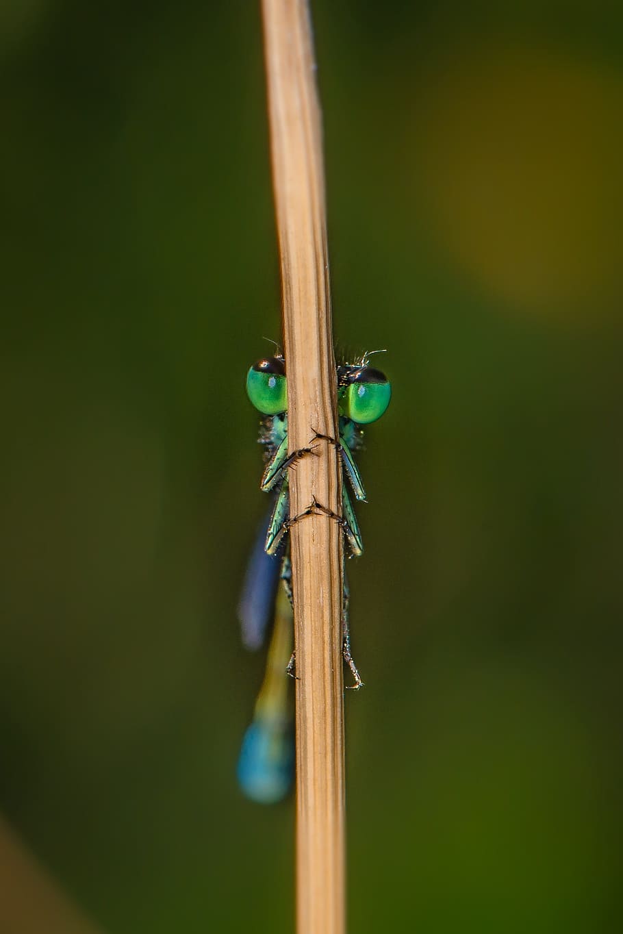 dragonfly, close, insect, nature, macro, compound eyes, wood - material HD wallpaper