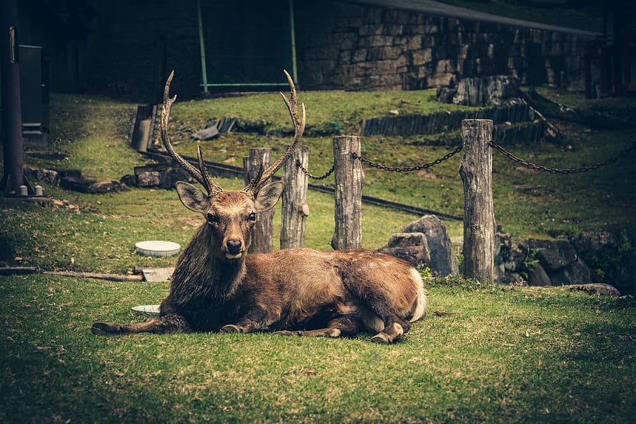 brown deer lying on ground, brown deer lying on grass, antlers HD wallpaper