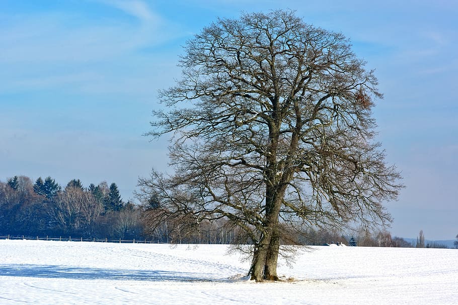 winter, snow, tree, single, silhouette, nature, sky, landscape HD wallpaper