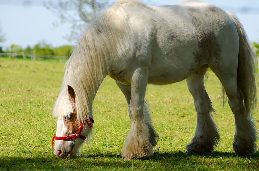 white horse on field, meadow, graze, mammal, green, stallion, HD wallpaper