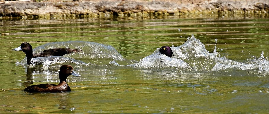 tufted duck, ducks, play, action, cute, funny, water, waterfowl HD wallpaper