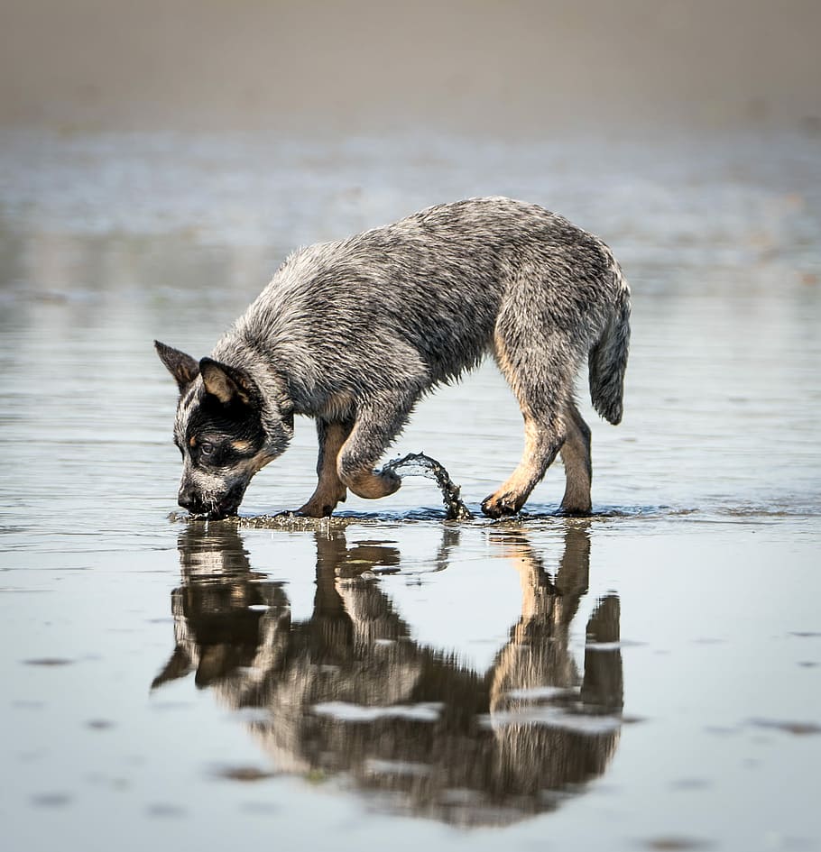 black and brown Australian cattle dog puppy drinking water on beach, blue Australian cattle puppy on water