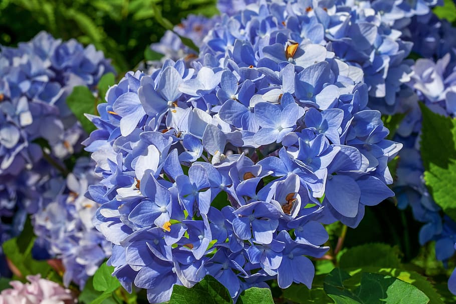 blue petaled flowers surrounded by leaves, hydrangea, hydrangea flower HD wallpaper