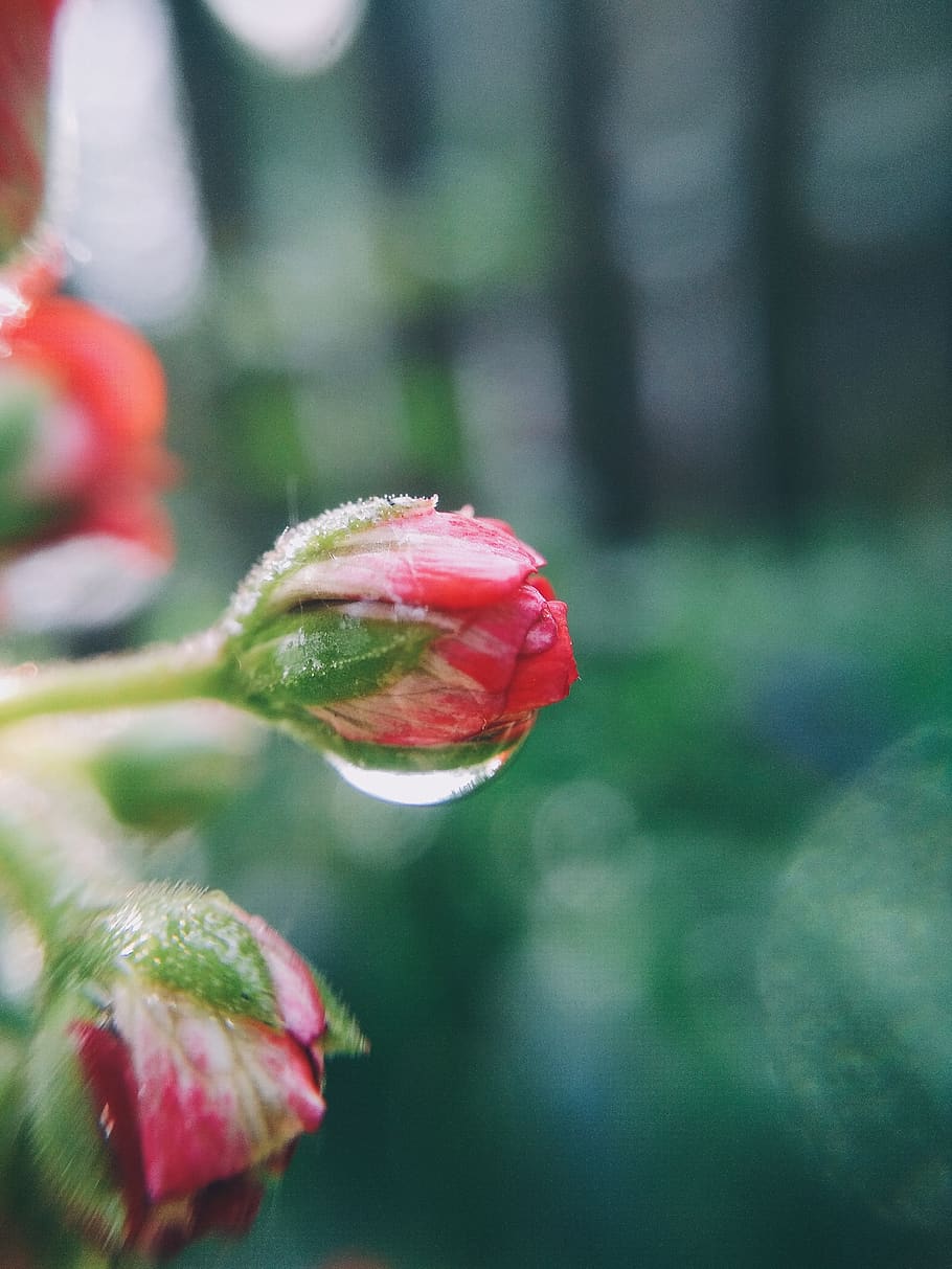 flower, drop, macro, flowering plant, freshness, close-up, vulnerability HD wallpaper