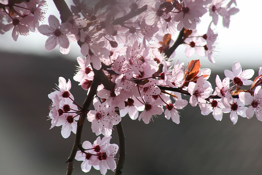 flower, tree, cherry, flowering plant, freshness, fragility HD wallpaper