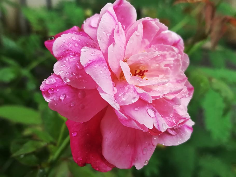 rose, pink, flowers, drop, beauty in nature, plant, petal, water HD wallpaper