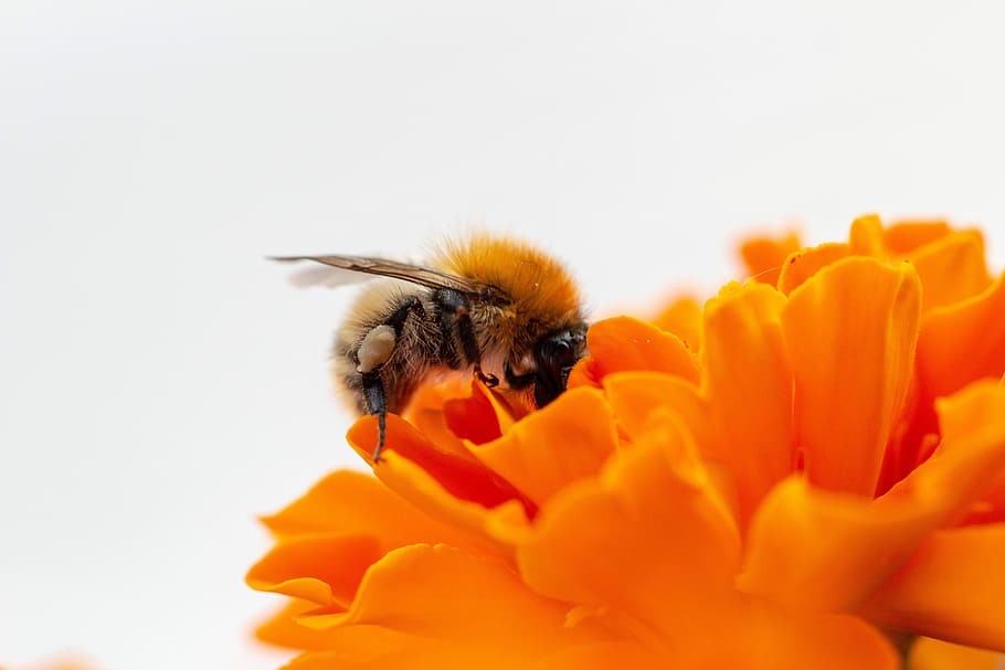 wild bee, wild bees, nature, insect, close, animal, macro, blossom HD wallpaper