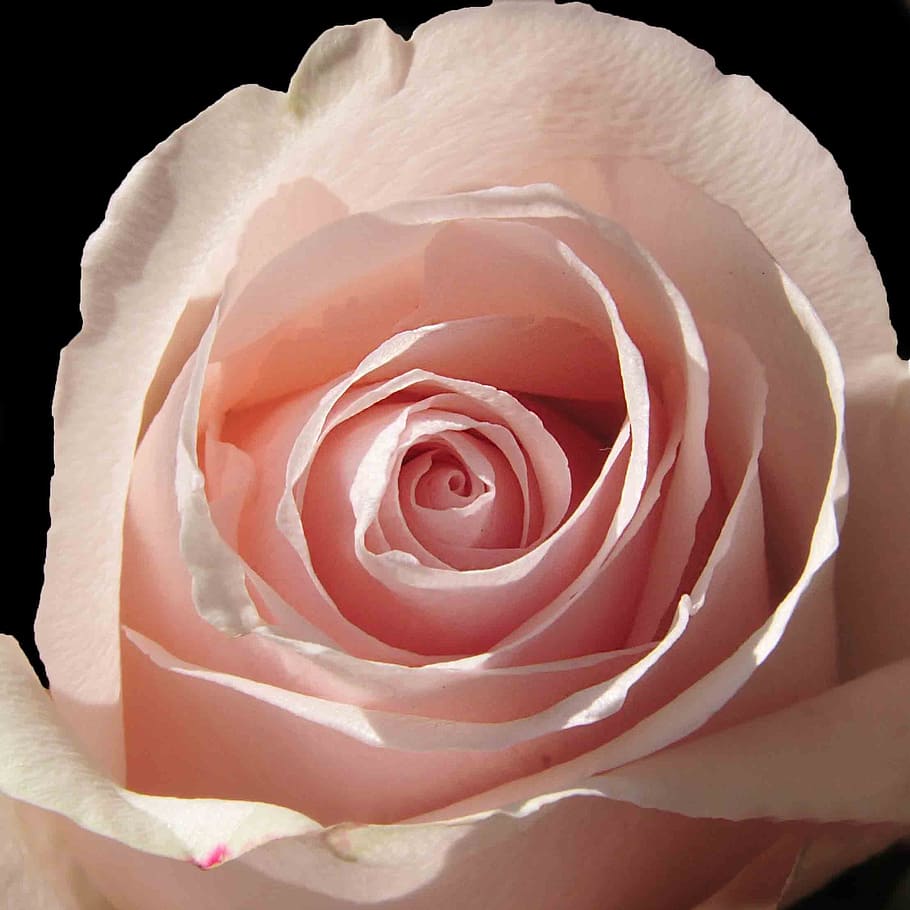 flower, pink, petal, rosette, pink flowers, summer flowers HD wallpaper