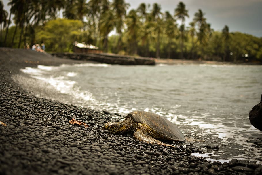 Perfect Spot for Sunbathing, black turtle on seashore, beach HD wallpaper