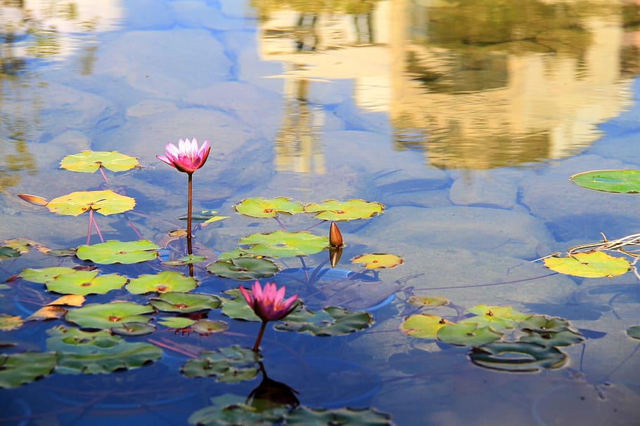 Lotus, Pool, Reflection, Painting, Stone, house, blue, beige HD wallpaper