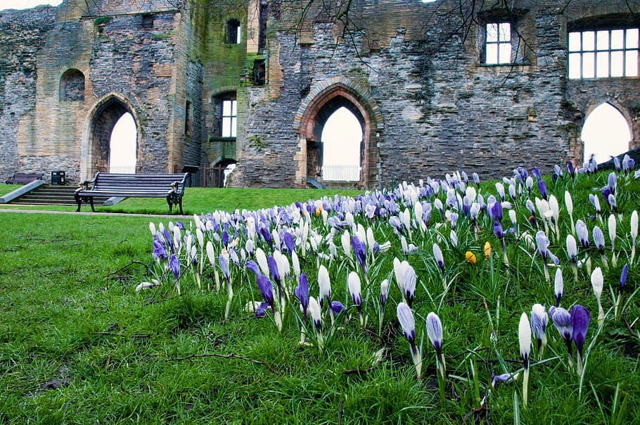 Flower, Castle, spring, spring flowers, newark, arches, grounds, HD wallpaper