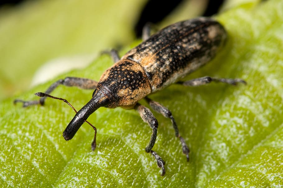 black and brown weevil on green leaf, bug, insect, lixus scrobicollis, HD wallpaper