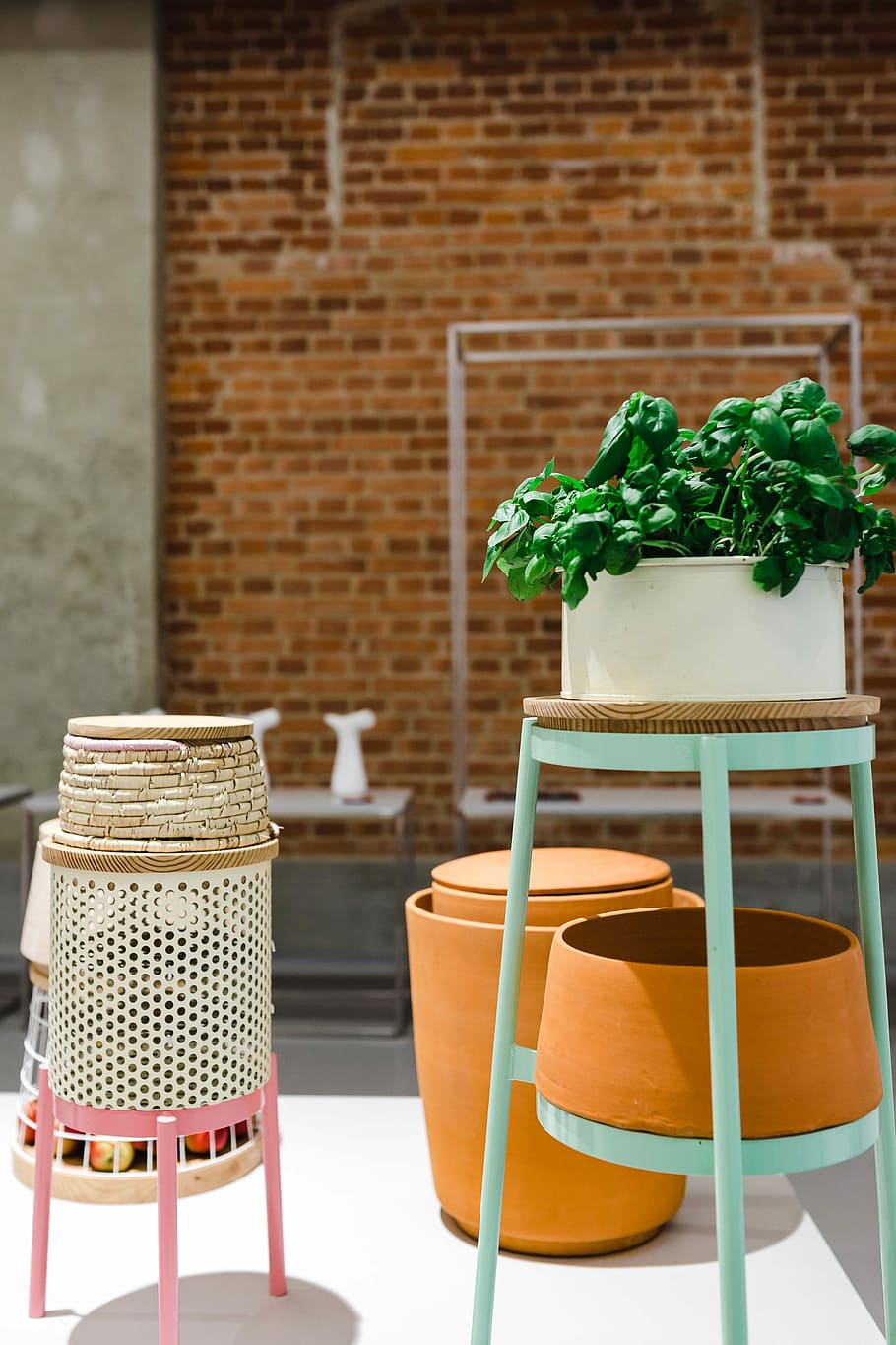 Plants in flowerpots on an exhibition, exposition, chair, table HD wallpaper