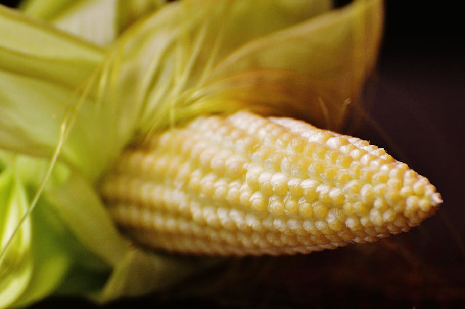 Corn, Vegetables, Plant, Summer, young, corn on the cob, yellow HD wallpaper