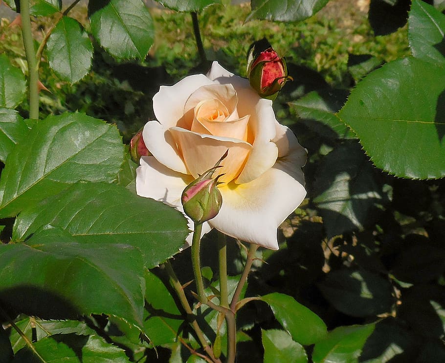 rose, plants, flower, beauty in nature, flowering plant, vulnerability HD wallpaper