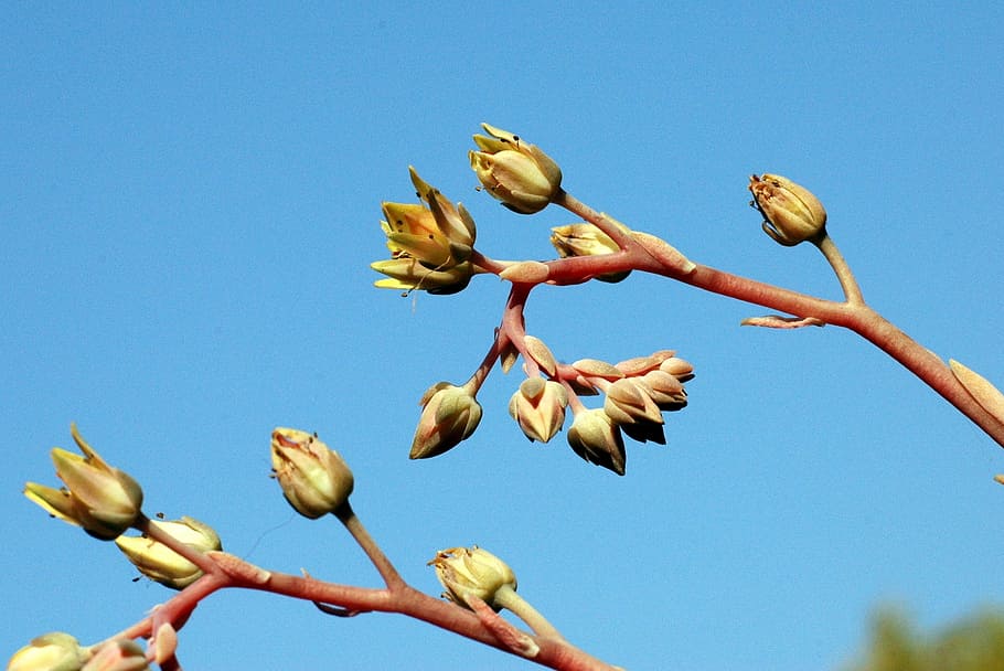 Spring, Plant, Outdoors, sky, blue, nature, clear sky, growth HD wallpaper