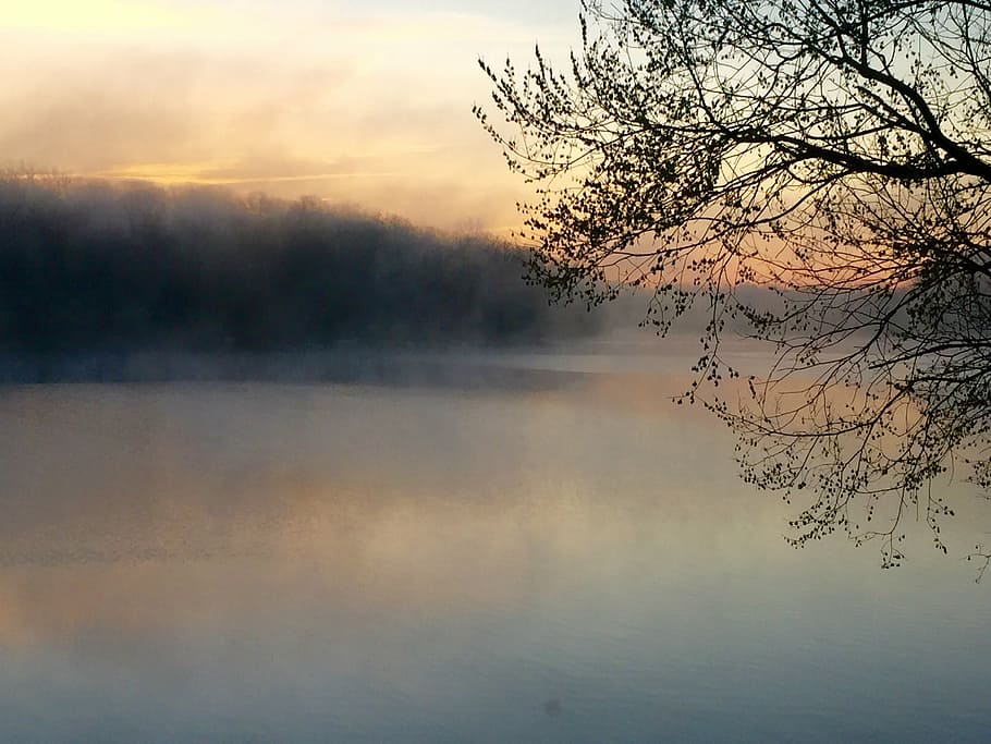 lake, mist, tree, sunrise, fog, morning, outdoor, tranquility HD wallpaper