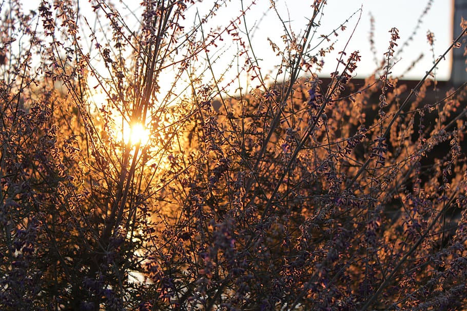 Weeds, Sunset, Grass, Nature, Landscape, sunlight, yellow, plant HD wallpaper