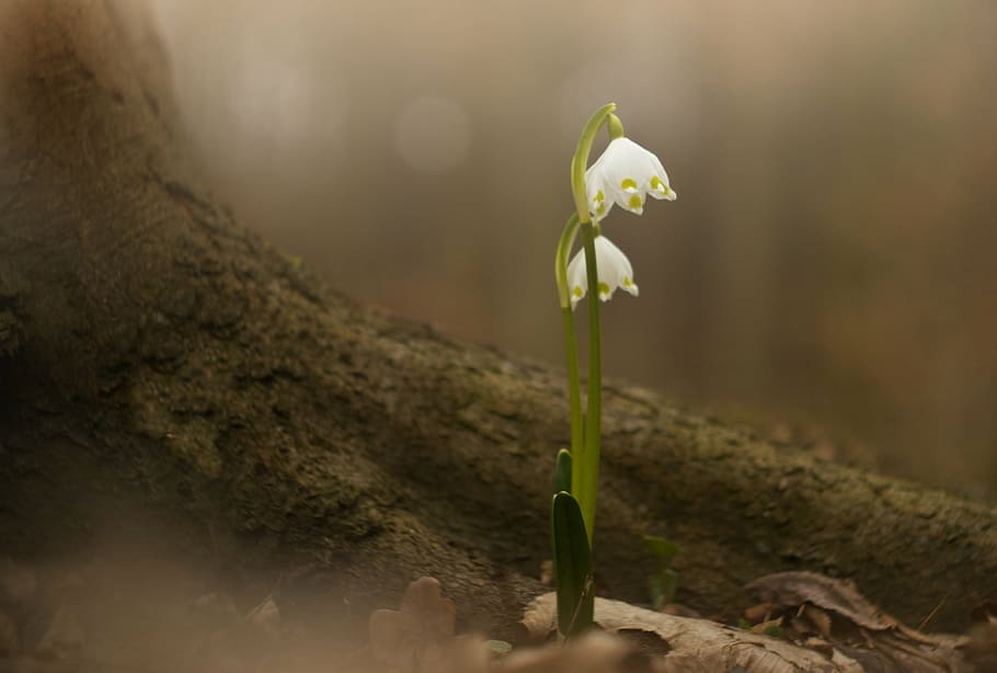 white flowers in macro shot photograpy, spring snowflake, nature HD wallpaper