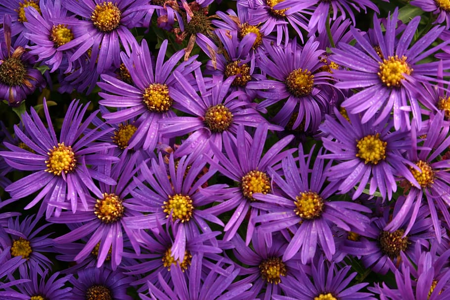 asters, flowers, daisy, flowering, purple, magenta, autumn HD wallpaper