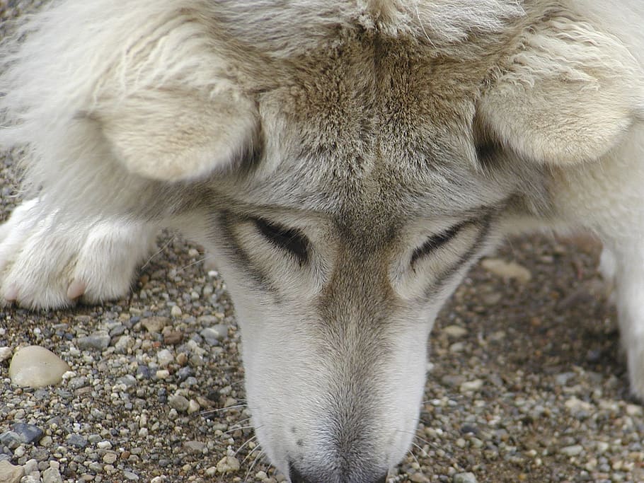 long-coated brown and white puppy close-up photo, wolf, grey HD wallpaper