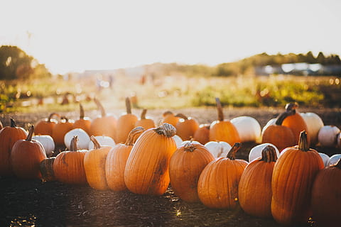 orange pumpkins under white sky at daytime, photo of orange pumpkins HD wallpaper