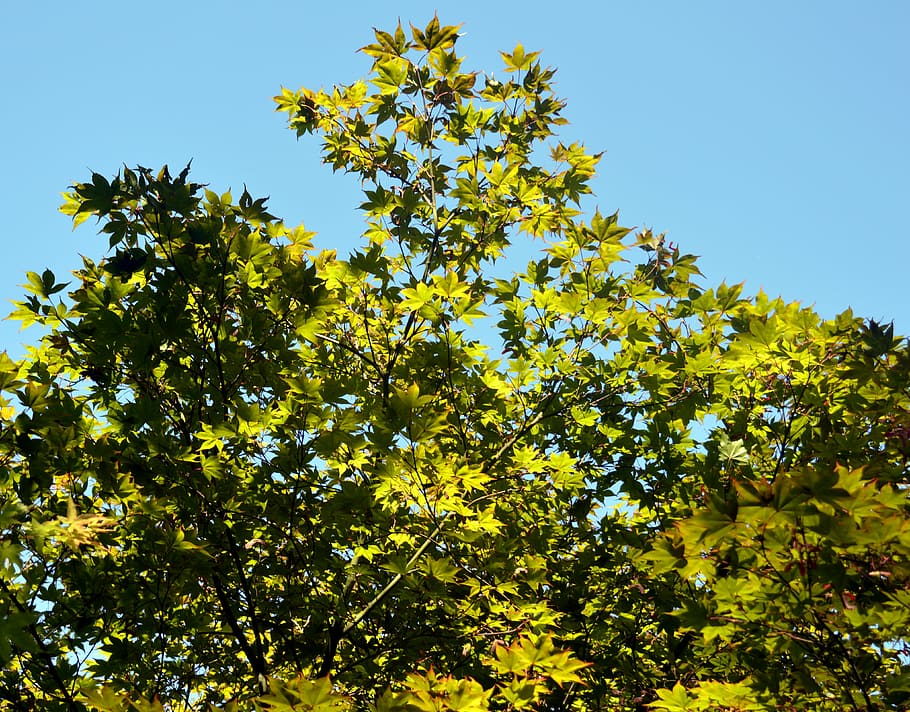 maple, branches, leaves, green, tree, branch branches, sky HD wallpaper