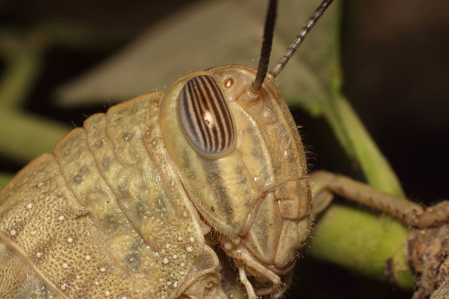 macro, insect, grasshopper, sheet, animal themes, one animal HD wallpaper