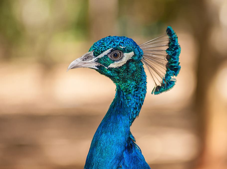 selective focus photography of blue peacock, pavo, cristatus